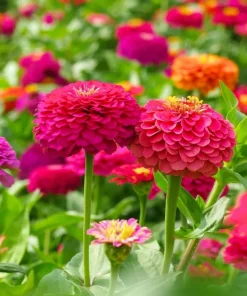 Zinnia Plants Live - Set of 2 California Giant, 3-5 Inch Tall in 4 Inch Pots - Image 2