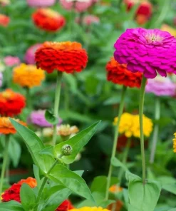 Zinnia Plants Live - Set of 2 California Giant, 3-5 Inch Tall in 4 Inch Pots - Image 3