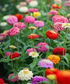 Zinnia Plants Live - Set of 2 California Giant, 3-5 Inch Tall in 4 Inch Pots - Image 4