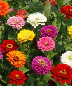 Zinnia Plants Live - Set of 2 California Giant, 3-5 Inch Tall in 4 Inch Pots - Image 5