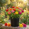 Zinnia Plants Live - Set of 2 California Giant, 3-5 Inch Tall in 4 Inch Pots - Image 1