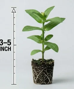 Zinnia Plants Live - Set of 2 California Giant, 3-5 Inch Tall in 4 Inch Pots - Image 7