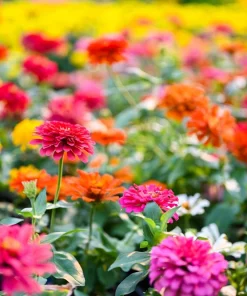 Zinnia Pompon Mixed Colors Flower Seeds - 200 Count - Zinnia Elegans for Full Sun - Image 10