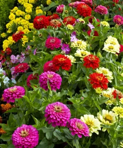 Zinnia Pompon Mixed Colors Flower Seeds - 200 Count - Zinnia Elegans for Full Sun - Image 8