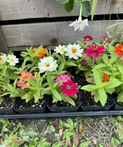 Zinnia Profusion Double Live Plant - Long Blooming Garden Flower in Pot - Image 2