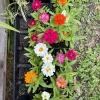 Zinnia Profusion Double Live Plant – Vibrant Blooms – Outdoor - Image 1