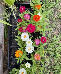 Zinnia Profusion Double Live Plant – Vibrant Blooms – Outdoor - Image 1