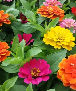 Zinnia Short Stuff Mix Seeds - 1000 Count Dwarf Zinnia elegans Outdoor - Image 2