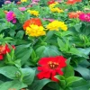 Zinnia Short Stuff Mix Seeds - 1000 Count Dwarf Zinnia elegans Outdoor - Image 1
