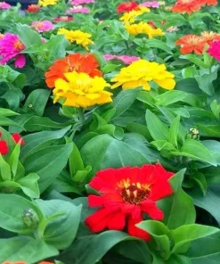 Zinnia Short Stuff Mix Seeds - 1000 Count Dwarf Zinnia elegans Outdoor - Image 1