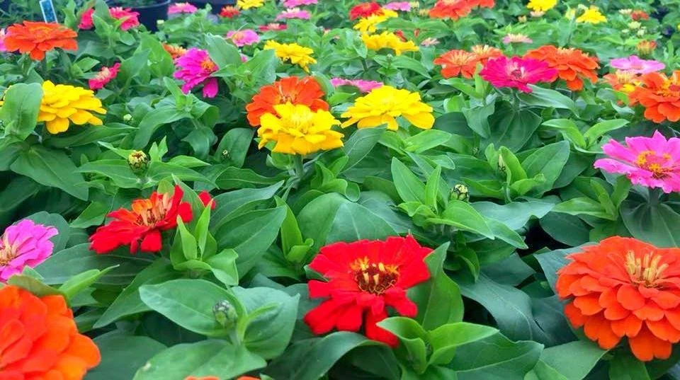 Zinnia Short Stuff Mix Seeds - 1000 Count Dwarf Zinnia elegans Outdoor - Image 1
