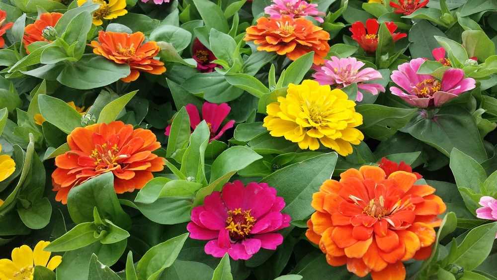 Zinnia Short Stuff Mix Seeds - 1000 Pack, Annual Flowering Outdoor - Image 2
