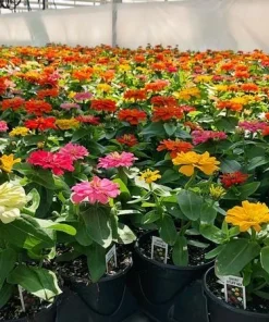 Zinnia Short Stuff Mix Seeds - 1000 Pack, Annual Flowering Outdoor - Image 3