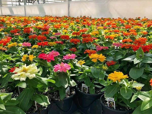 Zinnia Short Stuff Mix Seeds - 1000 Pack, Annual Flowering Outdoor - Image 3
