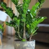 ZZ Plant Live Houseplant – Easy Care Indoor Plant – Air Purifying - Image 1