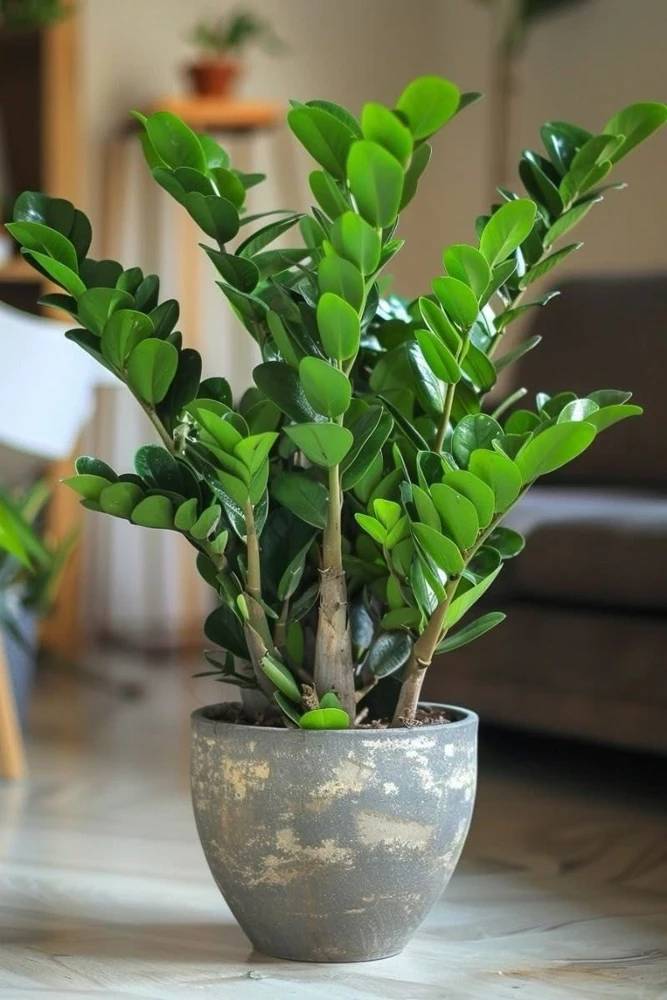 ZZ Plant Live Houseplant – Easy Care Indoor Plant – Air Purifying - Image 1