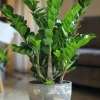 ZZ Plant Live Houseplant - Zamioculcas zamiifolia - Easy Care Indoor Plant - Image 1