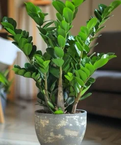 ZZ Plant Live Houseplant - Zamioculcas zamiifolia - Easy Care Indoor Plant - Image 1