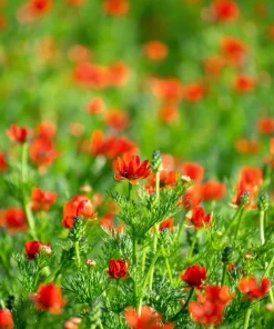 10 Adonis Pheasant's Eye Seeds - Adonis Aestivalis Red & Black Flower Seeds - Image 10
