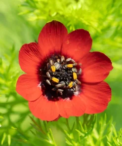 10 Adonis Pheasant's Eye Seeds - Adonis Aestivalis Red & Black Flower Seeds - Image 2