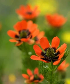 10 Adonis Pheasant's Eye Seeds - Adonis Aestivalis Red & Black Flower Seeds - Image 3