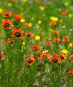 10 Adonis Pheasant's Eye Seeds - Adonis Aestivalis Red & Black Flower Seeds - Image 4