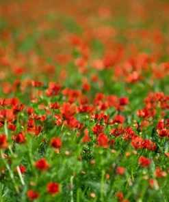 10 Adonis Pheasant's Eye Seeds - Adonis Aestivalis Red & Black Flower Seeds - Image 5