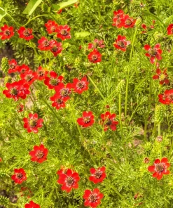 10 Adonis Pheasant's Eye Seeds - Adonis Aestivalis Red & Black Flower Seeds - Image 6