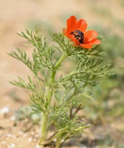 10 Adonis Pheasant's Eye Seeds - Adonis Aestivalis Red & Black Flower Seeds - Image 7