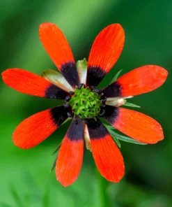 10 Adonis Pheasant's Eye Seeds - Adonis Aestivalis Red & Black Flower Seeds - Image 8