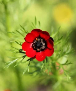10 Adonis Pheasant's Eye Seeds - Adonis Aestivalis Red & Black Flower Seeds - Image 9