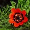 10 Adonis Pheasant's Eye Seeds - Adonis Aestivalis Red & Black Flower Seeds - Image 1