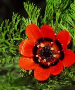 10 Adonis Pheasant's Eye Seeds - Adonis Aestivalis Red & Black Flower Seeds - Image 1