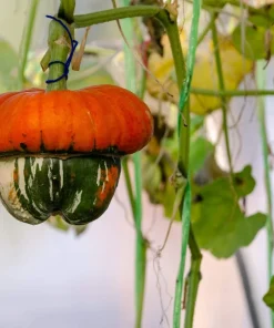 10 American Turks Turban Squash Gourd Seeds - Cucurbita Maxima Vine Seeds - Image 10
