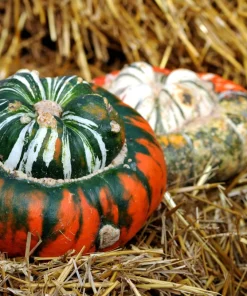 10 American Turks Turban Squash Gourd Seeds - Cucurbita Maxima Vine Seeds - Image 2