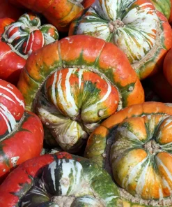 10 American Turks Turban Squash Gourd Seeds - Cucurbita Maxima Vine Seeds - Image 3
