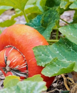 10 American Turks Turban Squash Gourd Seeds - Cucurbita Maxima Vine Seeds - Image 4
