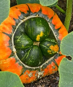 10 American Turks Turban Squash Gourd Seeds - Cucurbita Maxima Vine Seeds - Image 5