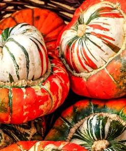 10 American Turks Turban Squash Gourd Seeds - Cucurbita Maxima Vine Seeds - Image 6