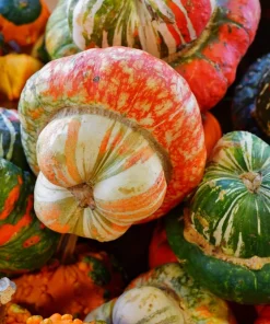10 American Turks Turban Squash Gourd Seeds - Cucurbita Maxima Vine Seeds - Image 7