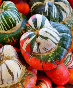 10 American Turks Turban Squash Gourd Seeds - Cucurbita Maxima Vine Seeds - Image 8