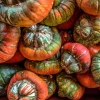 10 American Turks Turban Squash Gourd Seeds - Cucurbita Maxima Vine Seeds - Image 1