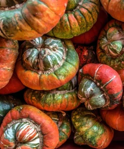 10 American Turks Turban Squash Gourd Seeds - Cucurbita Maxima Vine Seeds - Image 1