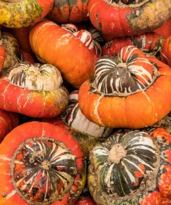 10 American Turks Turban Squash Gourd Seeds - Cucurbita Maxima Vine Seeds - Image 9