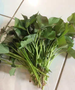 10 Beauregard Sweet Potato Plants - Organic Slips for Growing - Image 3
