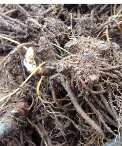 10 Black Cohosh Live Plant Roots - Actaea Racemosa Native Wildflower Starter - Image 2