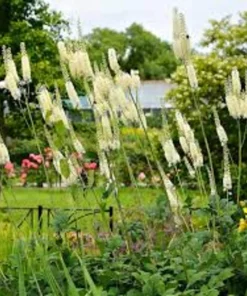 10 Black Cohosh Live Plant Roots - Actaea Racemosa Native Wildflower Starter - Image 4
