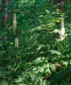 10 Black Cohosh Live Plant Roots - Actaea Racemosa Native Wildflower Starter - Image 7