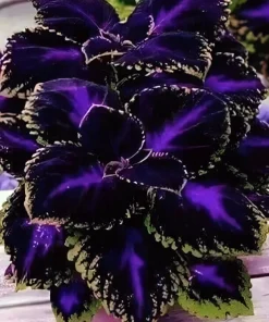 10+ Black Purple Coleus Seeds – Bold Foliage Plant – Easy-to-Grow for Garden - Image 1