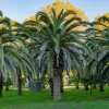 10 Canary Island Date Palm Tree Seeds - Phoenix Canariensis - Image 1
